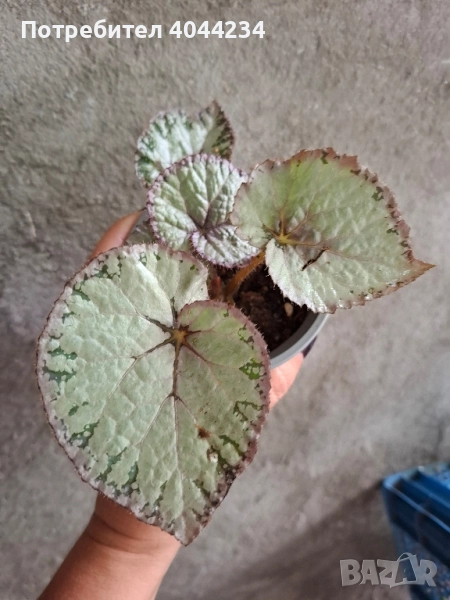 Бегония рекс - 1, снимка 1