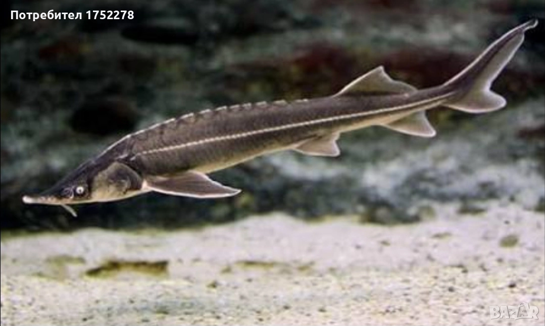 Есетрова риба чига 15см. 90лв., снимка 1