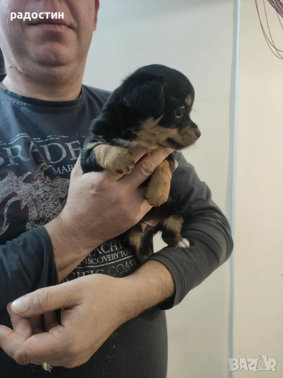 Пинчер, снимка 1