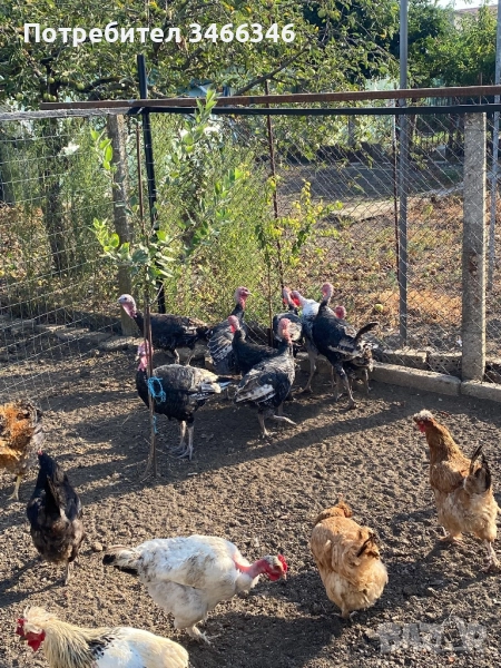 Продавам млади пуйки и декоративни пилета, снимка 1