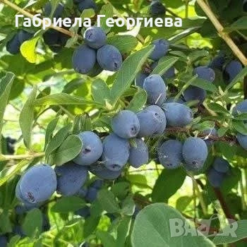 майска боровинка , снимка 1
