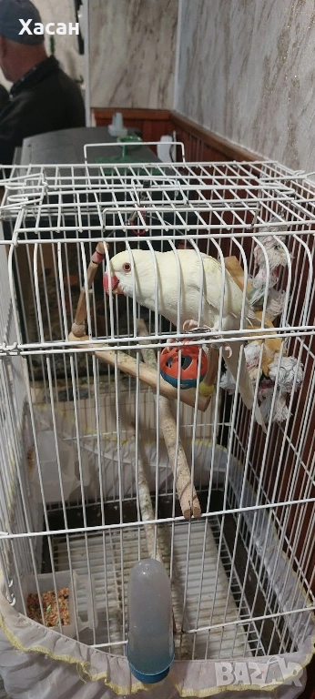 Малък алексадър, снимка 1