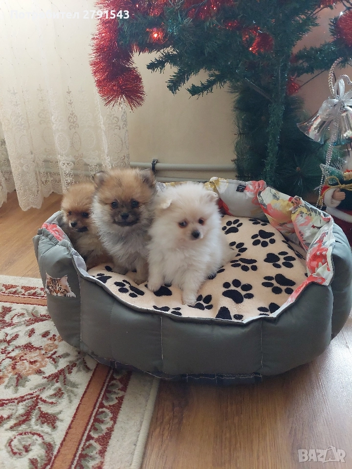 померан померанче , снимка 1