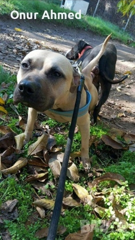 Питбули, снимка 13 - Питбул - 53784911