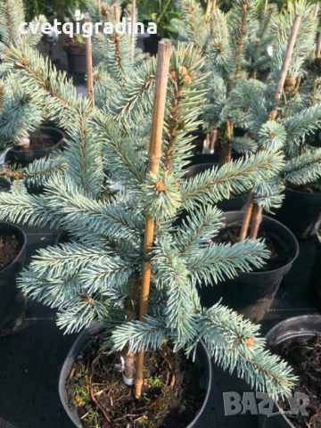 Picea pungens ‘Hoopsii’ Сребрист Смърч