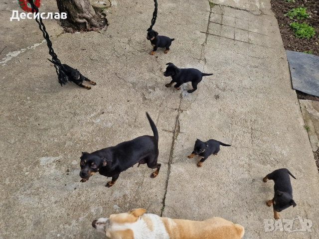 Подарявам пинчери