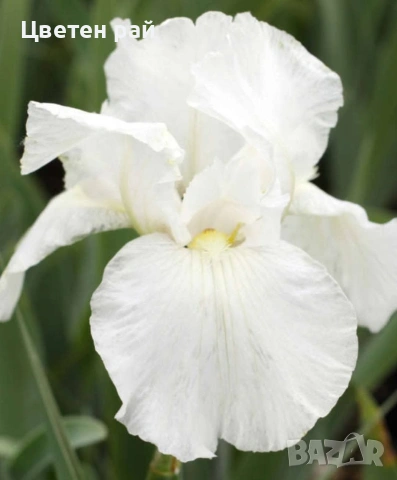 Ризоми на ириси 2€брой цвят на късмет от показаните , снимка 9 - Градински цветя и растения - 54198963