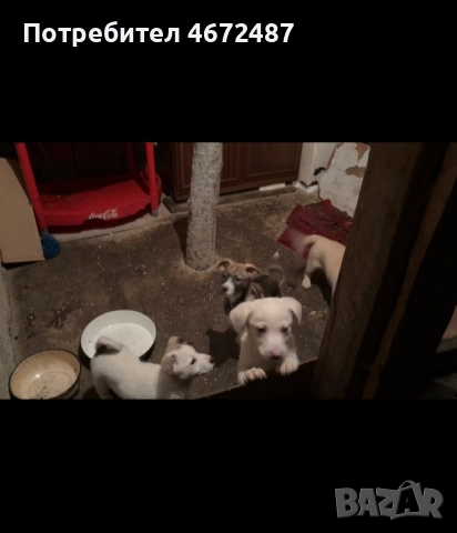 Подаряват се кученца, снимка 5 - Други - 52700983