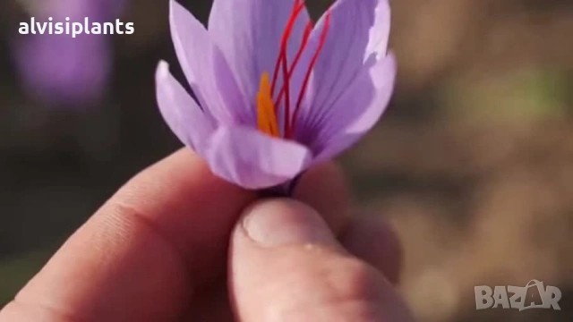 Заявки за шафранови луковици 