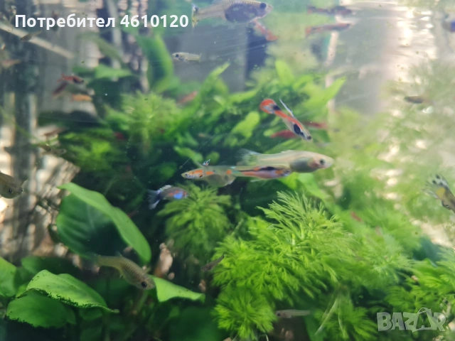 Аквариумни рибки, скариди и растения, снимка 2 - Рибки - 53664922