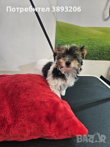 биверчета, снимка 12 - Йоркширски териер - 52788675