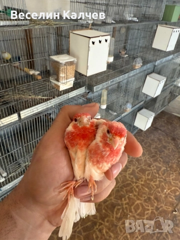 Мексикански чинки, снимка 2 - Канари - 52001399