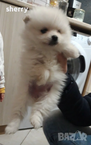 Померан , снимка 3 - Померан - 54233453