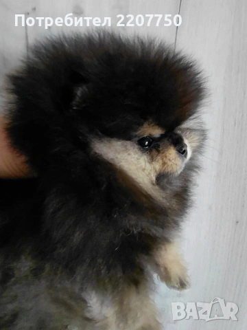 продавам померан 