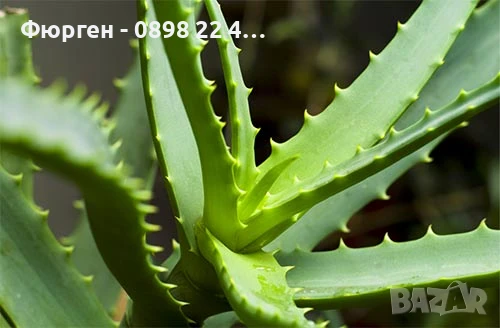 Алое вера, снимка 2 - Разсади - 38817493