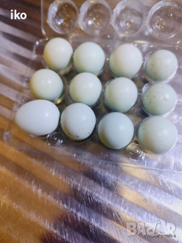 яйца от пъдпъдъци селадона , снимка 2 - други­ - 52529552