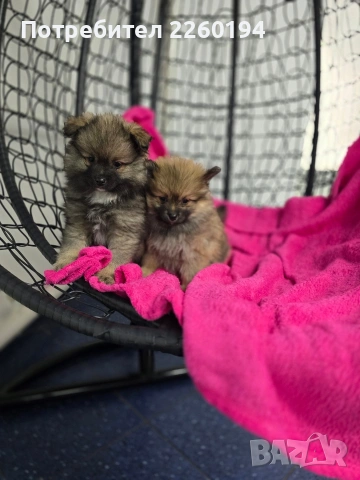 Померан, снимка 2 - Померан - 53430715