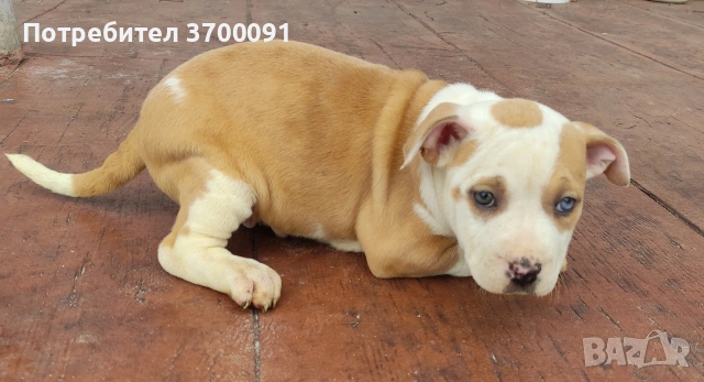 питбул, снимка 6 - Питбул - 53611149