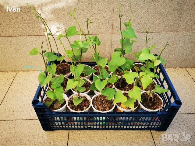 Разсад от батати (сладък картоф) , снимка 4 - Разсади - 54294586