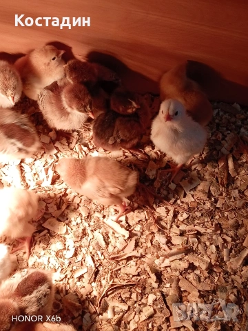 пилета катунски.. червена линия, сребърна линия, нюхемпшир , снимка 3 - Кокошки и пуйки - 54051096