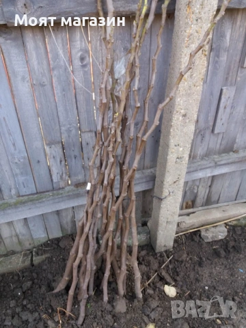 Плодни дръвчета - микс обява, снимка 8 - Градински цветя и растения - 53619194