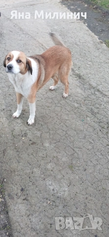 Малка госпожица търси своето семейство , снимка 6 - Други - 53589932