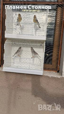 Ахат жълта мозайка,16 мъжки 14 женски.