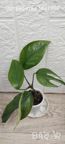 Епипремнум 