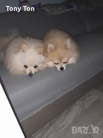 Померански шпиц , снимка 10 - Померан - 53939083