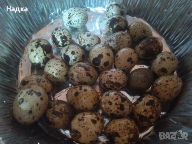 Пдпъдъчи яйца, снимка 2 - Други - 53004619