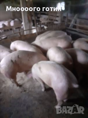 Продавам прасета , снимка 4 - Прасета - 52645674