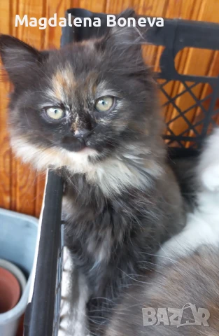 Котенцe на 2 месеца полуперсийче, снимка 1