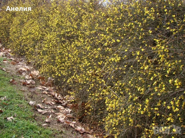 Зимен жасмин гол корен 1€