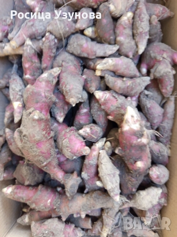 Земна ябълка -гулия