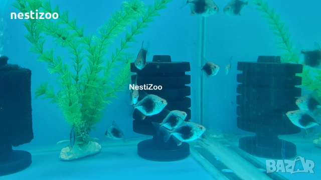 Сребърен Долар-БЛЕКБЪРИ, снимка 3 - Рибки - 52959212