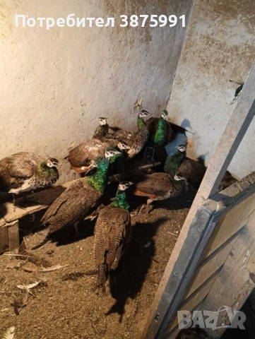 Продавам паунчета, снимка 5 - други­ - 51295851