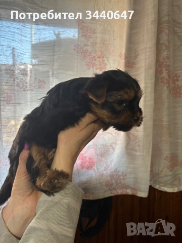 Мъжко йорки, снимка 6 - Йоркширски териер - 53797891