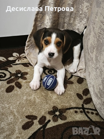 Продавам куче порода Бигъл