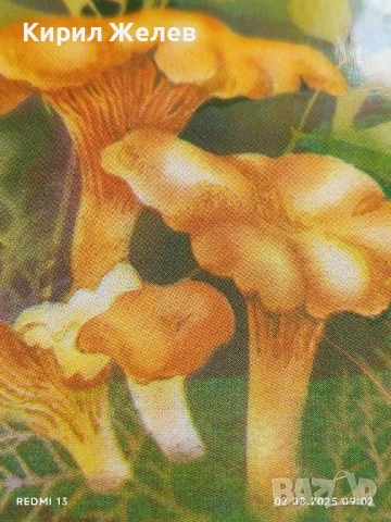 Старо календарче 90г. серия диви гъби много красиво за КОЛЕКЦИЯ ДЕКОРАЦИЯ 35342, снимка 2 - Колекции - 51223749