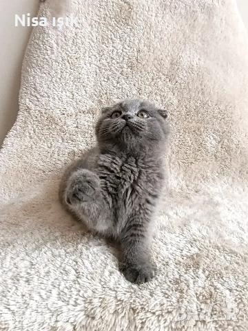 не е красив той е уникален момче в Хасково, снимка 2 - Британска късокосместа - 53944217