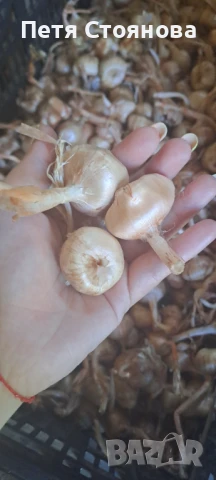 Шафранови луковици, снимка 2 - Домашни продукти - 50898714