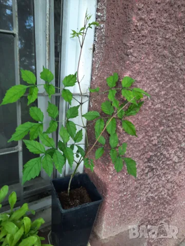 Кампсис, тромпетна лоза (Trumpet vine, Campsis radicans), снимка 2 - Разсади - 47008267