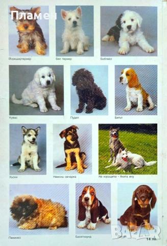 Енциклопедия за кучето Веселин Денков , снимка 2 - Енциклопедии, справочници - 54183200