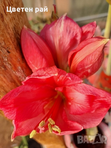 Амарилис с цвят и пред цъфтеж , снимка 5 - Градински цветя и растения - 52316690