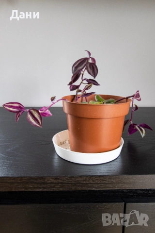 🌸 Африканска теменужка с розов цвят + Традесканция Зебрина – 2 растения в 1 саксия 🌿, снимка 8 - Стайни растения - 52060798
