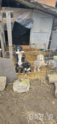 Алабай, снимка 2 - Други - 53196094