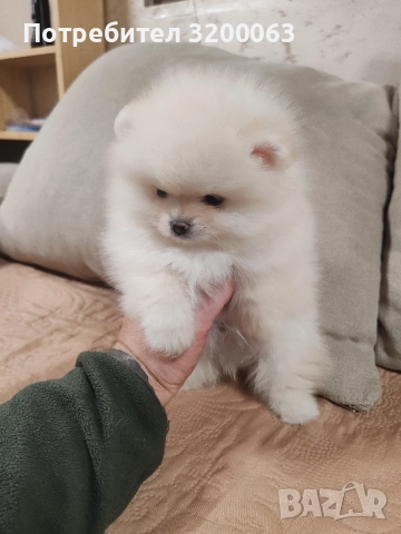 Померан мини мъжки и женско , снимка 10 - Померан - 52878318