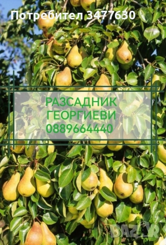 МИНИ (КОЛОННИ) ОВОЩНИ ДРЪВЧЕТА, снимка 11 - Градински цветя и растения - 47081860