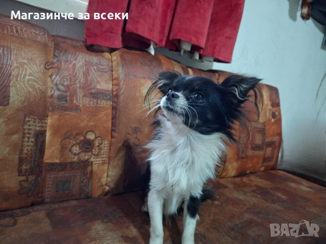 Мъжки чихуахуа търси женска, снимка 5 - Чихуахуа - 52471162