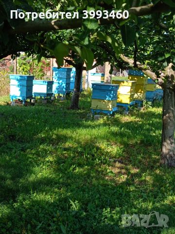 Пчелни кошери , снимка 1 - За пчели - 46023276